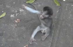 a monkey is sitting on the ground in the water .