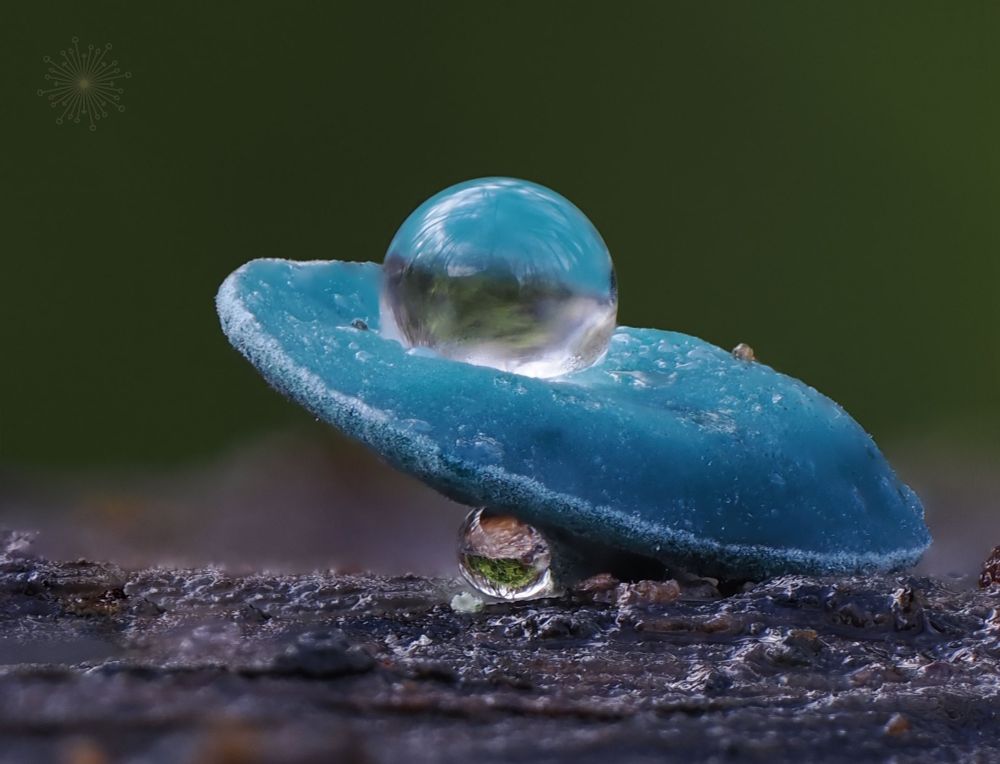 Chlorociboria aeruginascens green elf cup fungi with a droplet balanced on top 