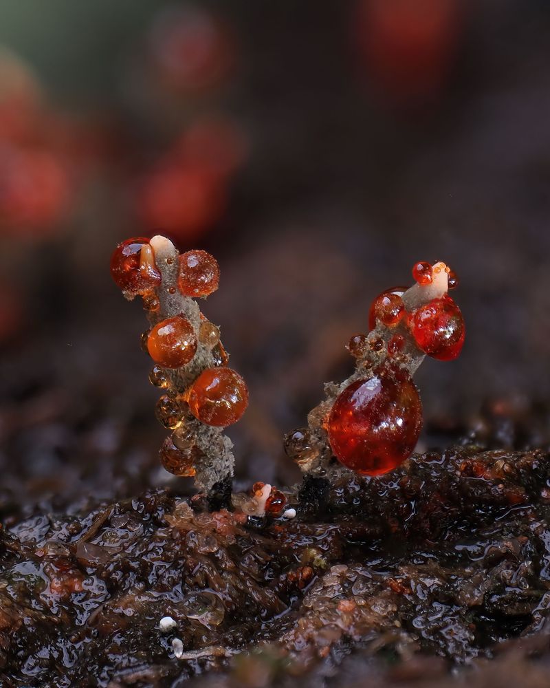 Xylaria globosa covered with red guttation droplets 