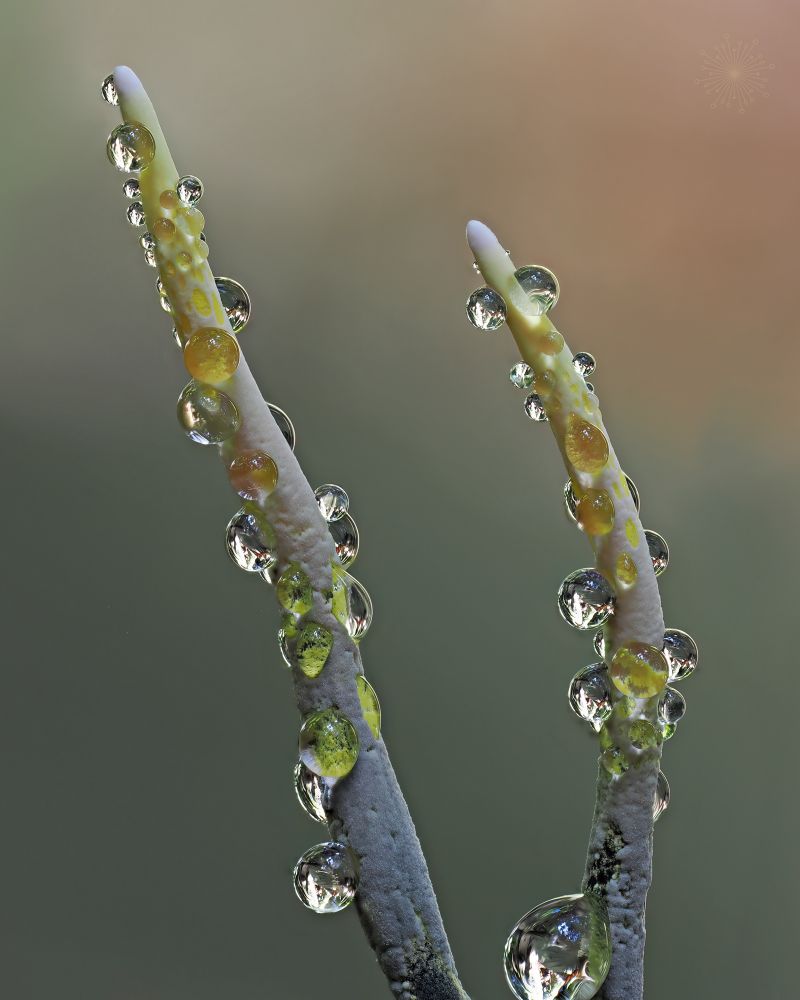 Xylaria sp. With yellow coloured guttation droplets 