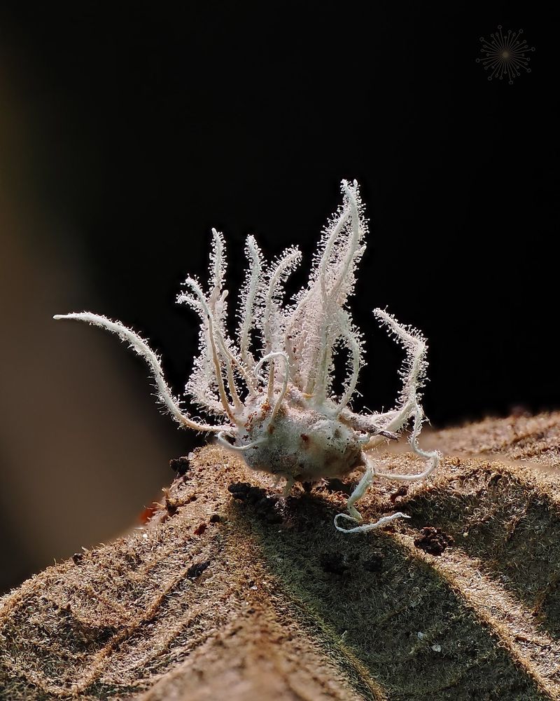 Gibellula sp. - fungus Infecting a spider 