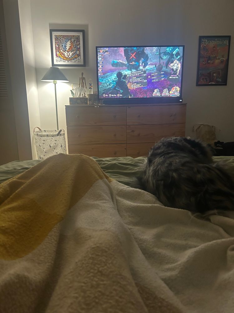 An Australian shepherd laying in a bed with his mom and dad. Sleeping while they play a video game