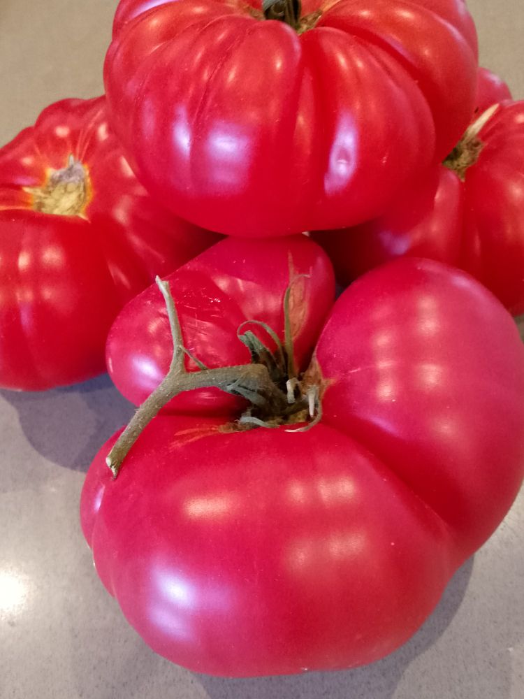 Large ripe tomatoes