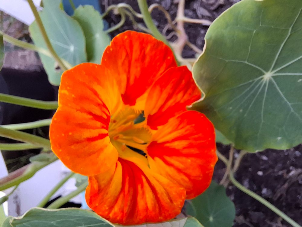 Nasturtium flower