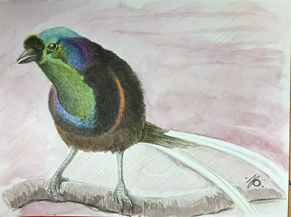 Drawing of a bird on a branch. Most detail and color are on the body of the bird with long white tail feathers seen partially connecting to the main creature.