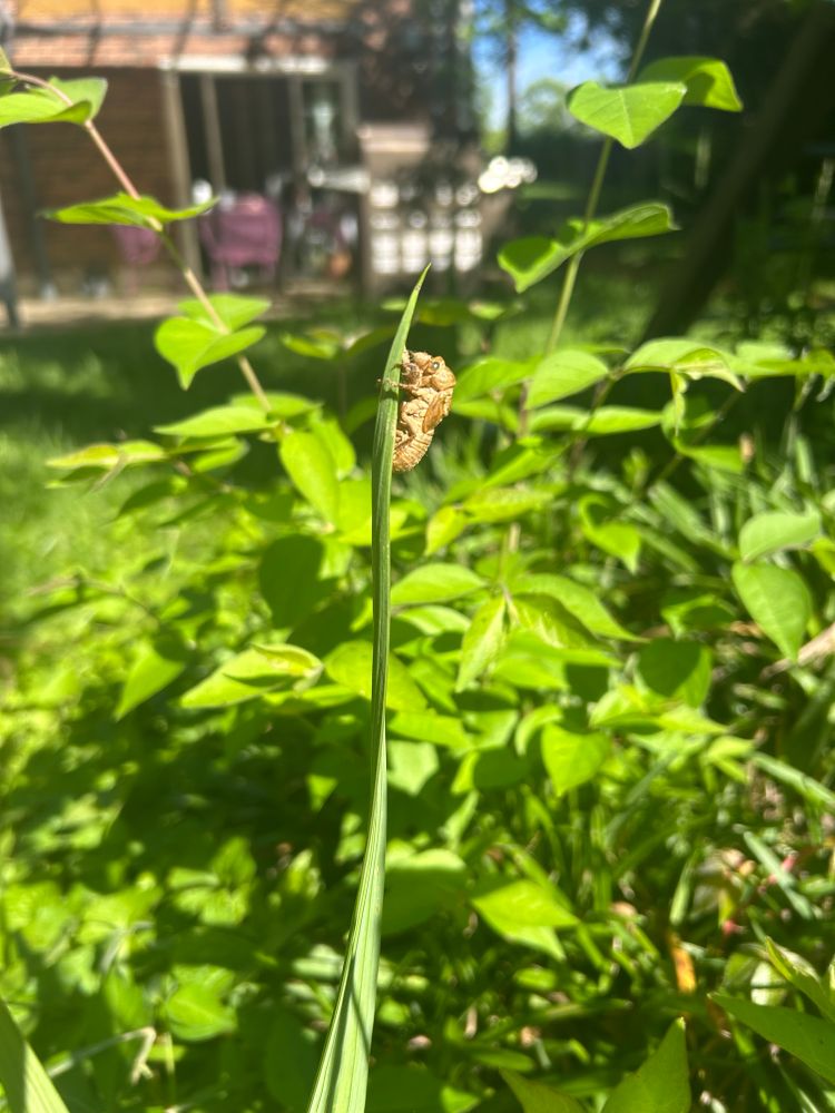 A cicada exuviae, or shed exoskeleton, on a plant in the middle of a backyard. 