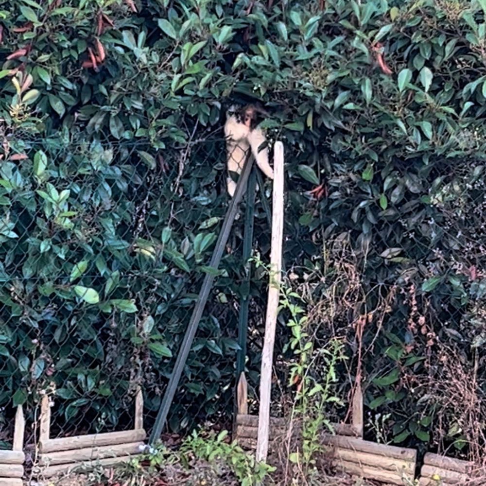Noisette le chat grimpe au grillage pour sortir du jardin. La bascule est quasiment achevée !