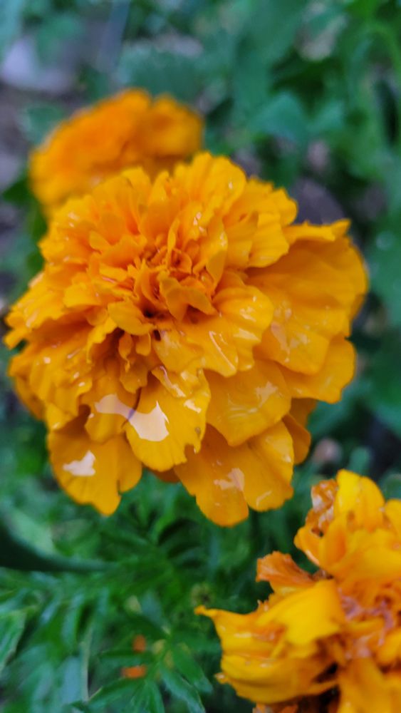 Orange marigolds with green foliage in the background. 