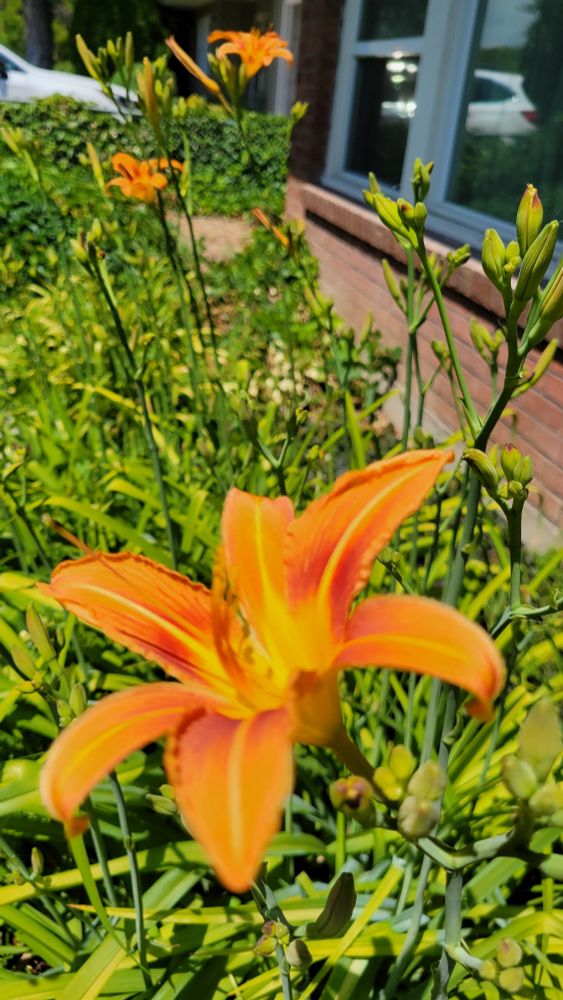 Orange Daylilly with green leaves in the background.  