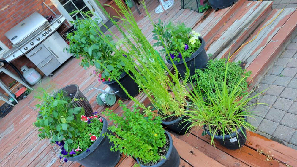 Deck planters with plants of mint, something we don't know,  lemon grass and another kind of mint. There's three mixed pots with pansy, dahlias and fennel behind 