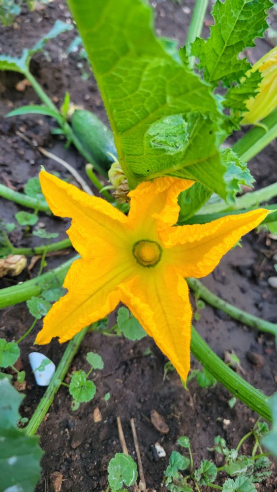 Orange zucchini flower with green leaves and wet, dark brown dirt in the background. A small-ish zucchini is also in the background.