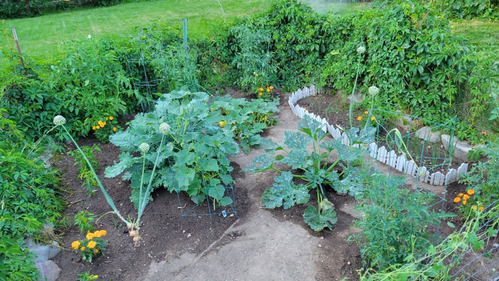 Garden with peppers on the left, kale, cucumbers and zucchini in the center. Tomatoes wrap around  and onions on the right