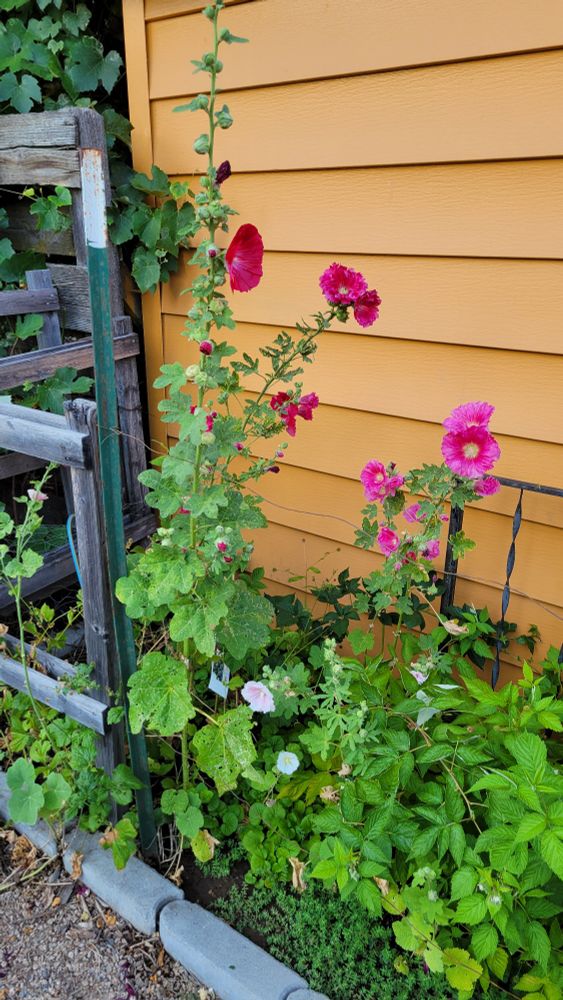 Pink and reddish Hollyhocks next to raspberries with a orange siding behind 