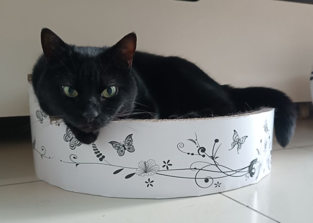 Chat noir allongé sur un griffoir rond