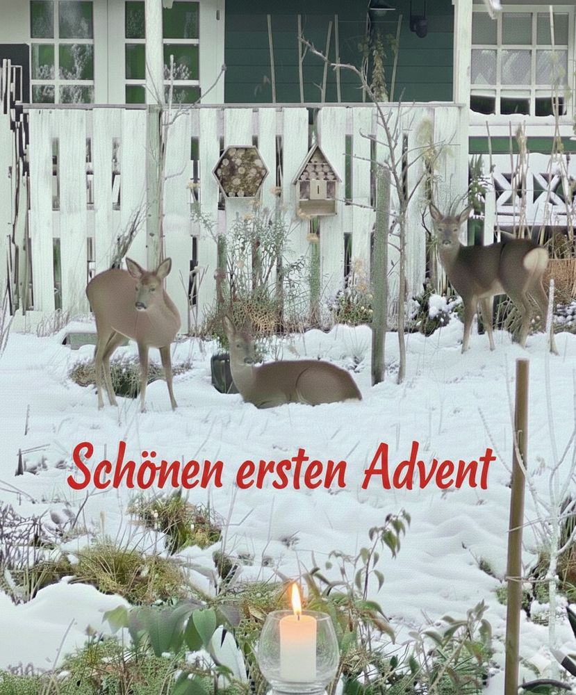 3 Rehe im Schnee, vor einem Gartenhäuschen 