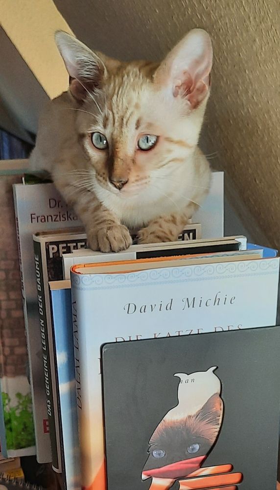 Shari - „Snowbengal“