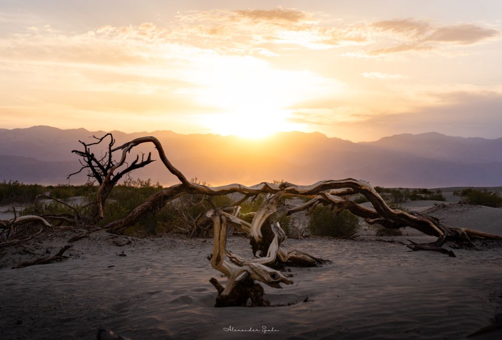 Twisted pieces of wood sticking up from the sand in Death Valley. The sun is setting behind a mountain range in the distance, casting a golden haze across the scene as distant sand is picked up by strong winds.