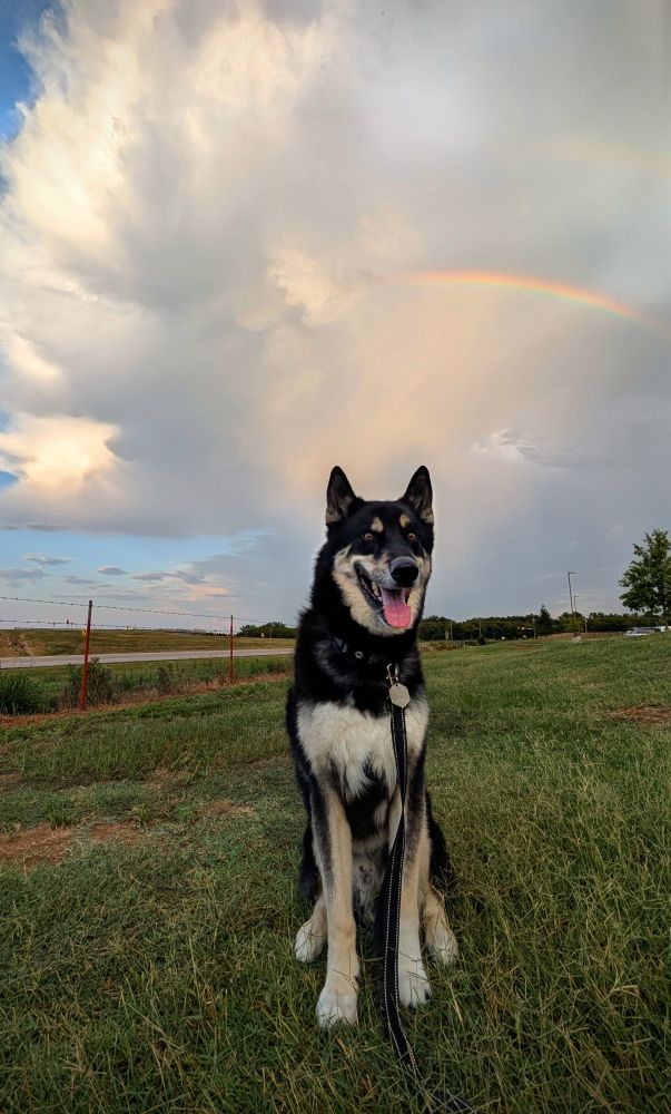 My dog sitting in grass under a rainbow.