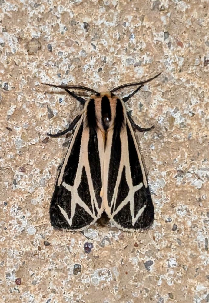A harnessed tiger moth with it's wings closed. Its forewings are black with broad, yellowish-buff to cream-colored lines and markings, while its abdomen is orange to orangish-pink with a black spot on each segment. The hindwings are often orange-pink with black marks, especially when spread.