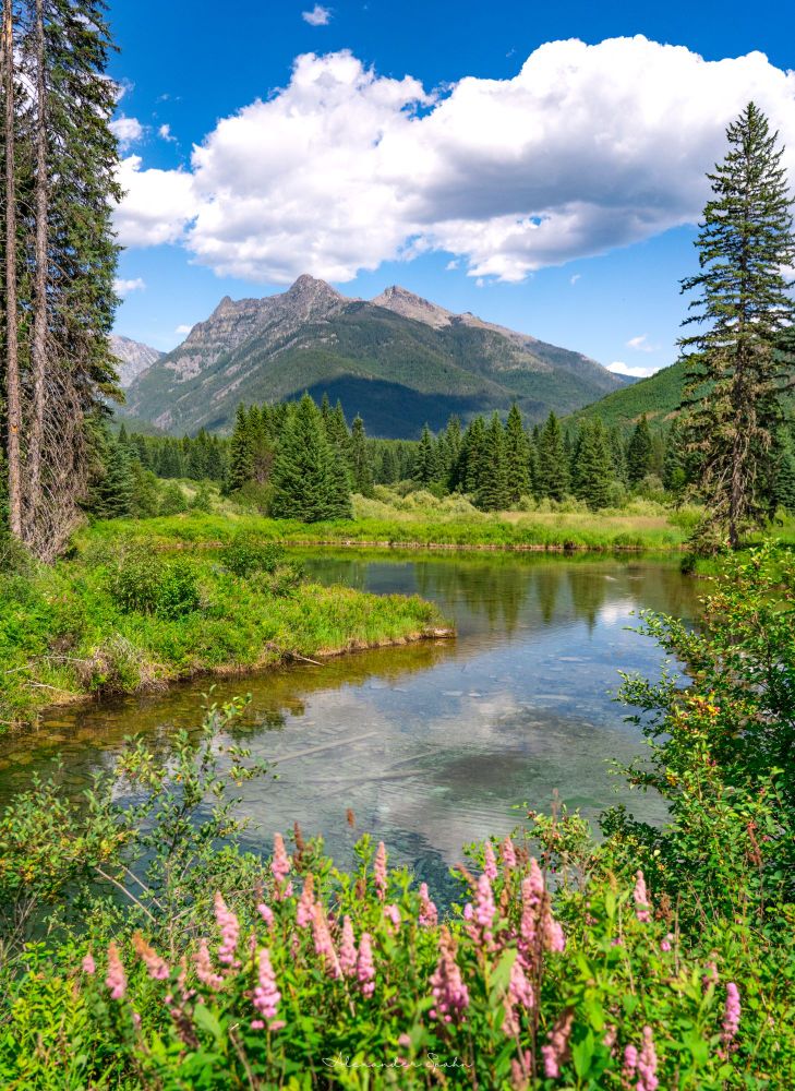 A crystal clear pond is framed by tall pine trees on its sides, and pink wildflowers in the foreground. Green trees and mountains with partly cloudy blue skies can be seen in the distance. 