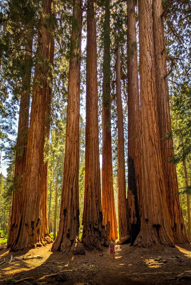 The House group of sequoia trees with 6'3" me standing right in front of them for scale as they tower over me out of the frame.