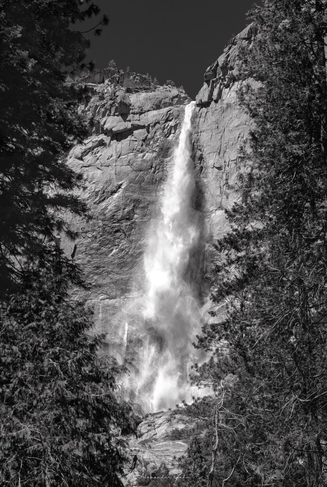 A black and white photo of Yosemite Falls. The white water crashes down from a tall cliff in the center of the frame, which is bracketed by two large, dark foreground trees.
