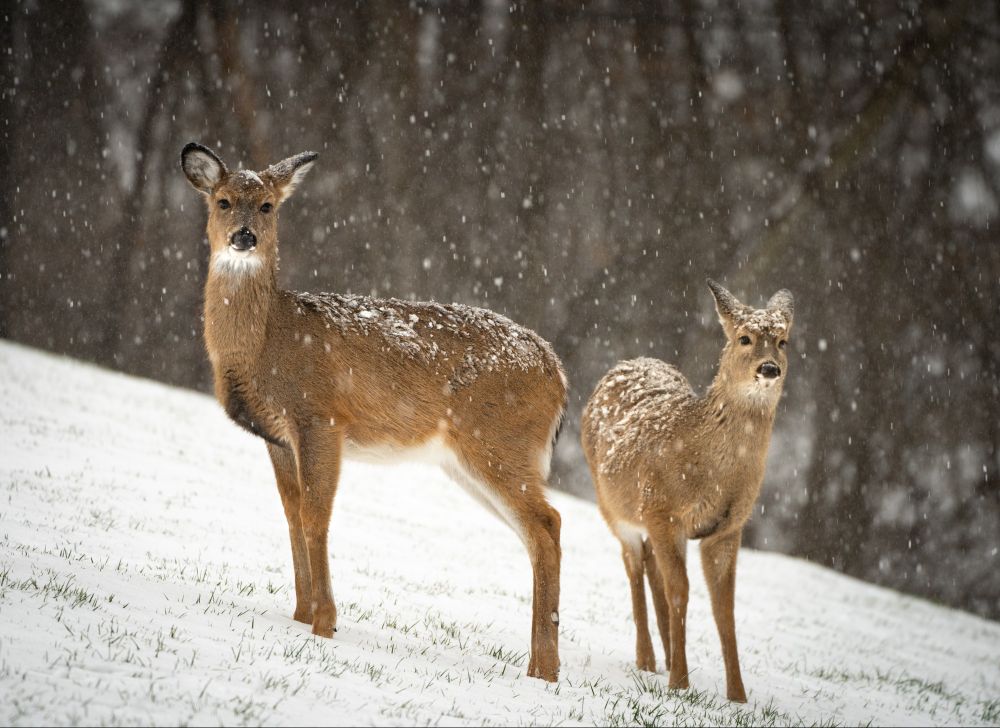 Two young deer standing in the snow, with snow partially covering their backs and brown trees behind them. They are both staring toward the camera. 