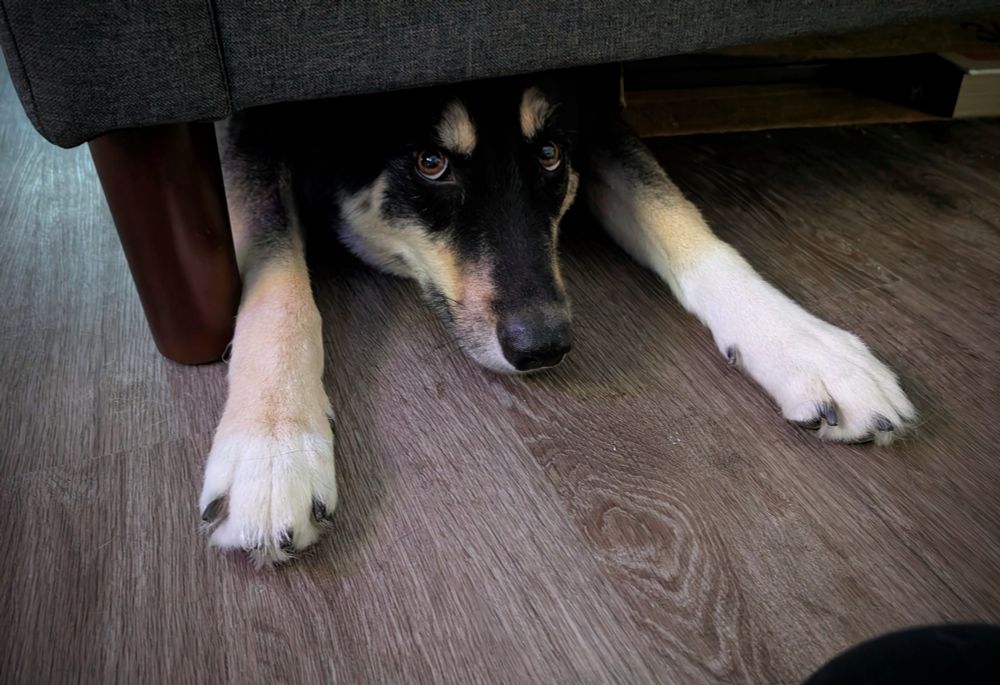A photo looking at the corner of my bed, where my dog is sticking his head and front legs out and looking up at me with pleading eyes. 