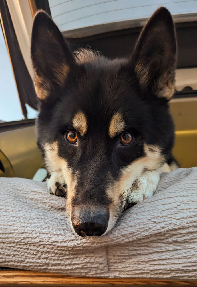A photo of my dog laying on the bed in my car, taken from below his level, with him looking down at me. His ears are raised and his head is resting on his paws that are just barely hanging off the edge. 