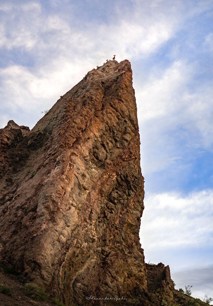 A photo looking nearly straight up at a very large, pointed rock structure. At the very top, numerous bighorn sheep are seen overlooking the land. The rock face is mostly brown, with a mostly cloudy background sky.