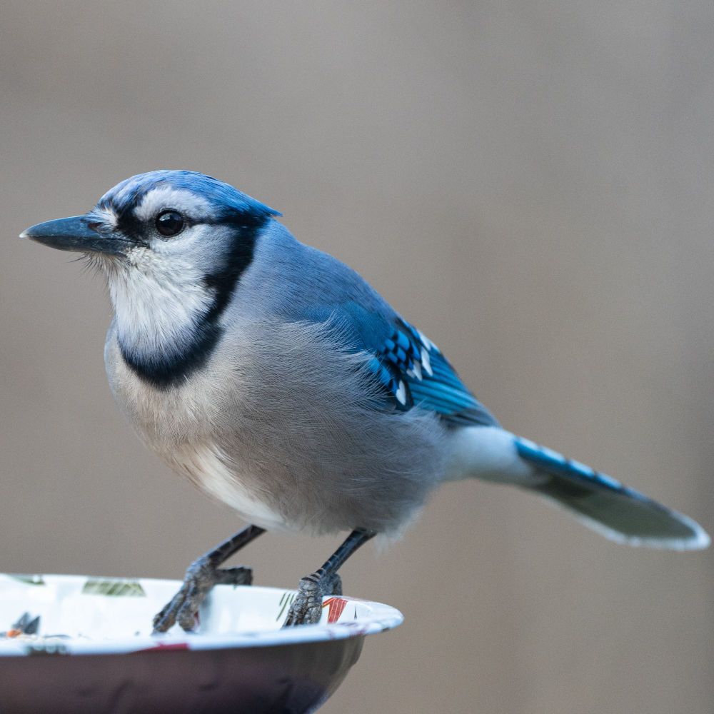 A blue jay 