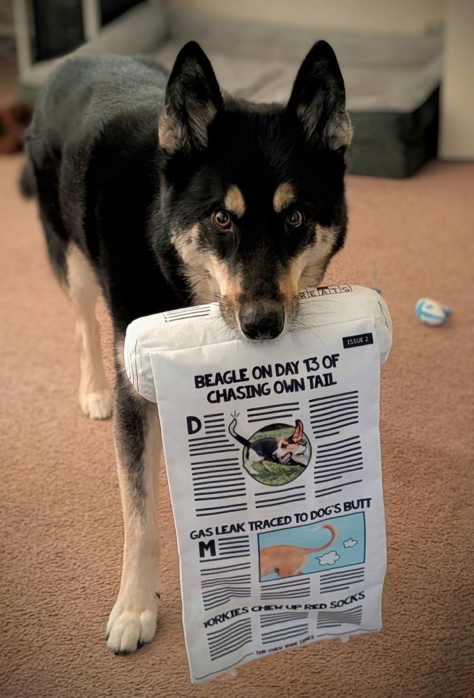 A picture of my dog holding a toy while looking at the camera. The toy is a newspaper with one of the 'pages' hanging down almost to the floor. 