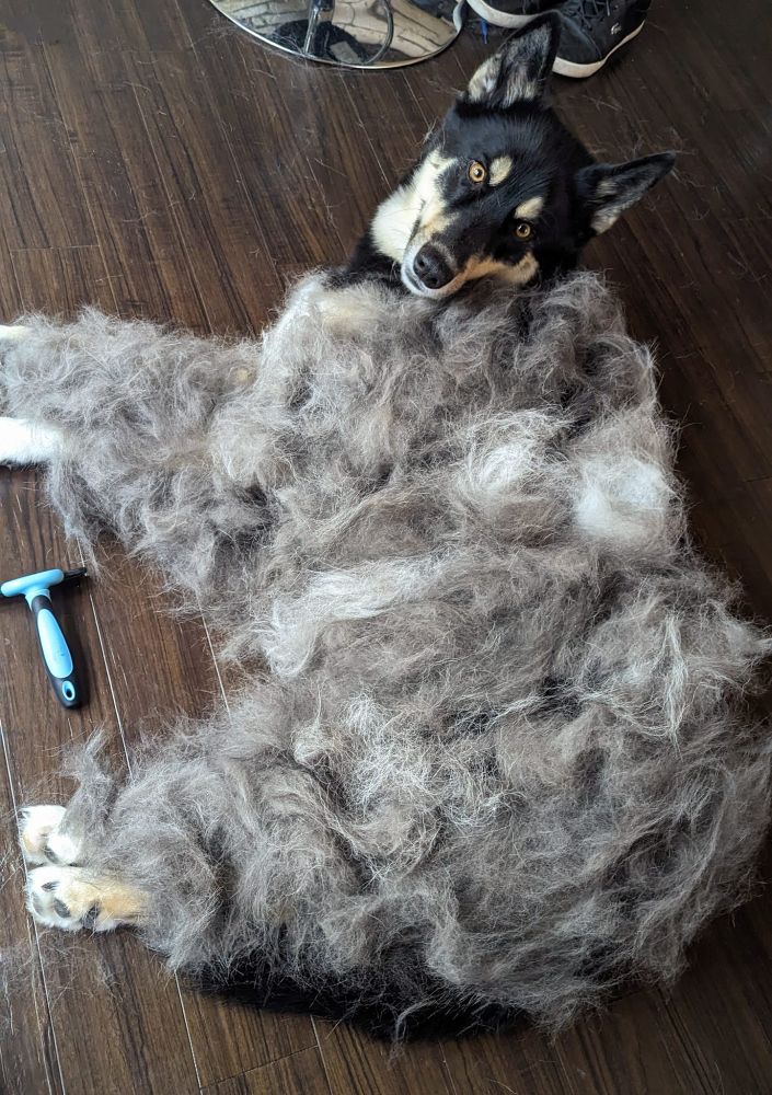 A picture of my dog post-brushing with the brushed fur laid back on top of him, covering his entire body.