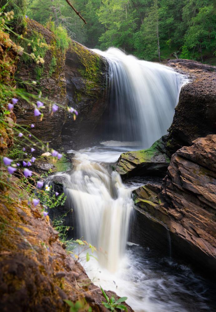A two-level waterfall in the UP of Michigan is surrounded by mist and dark, golden rock. A few out-of-focus purple flowers hang into the frame on the left. Above the waterfall are lush, green trees. 