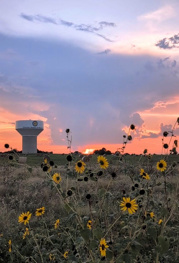 Sunflowers in front of a towering storm at sunset. 