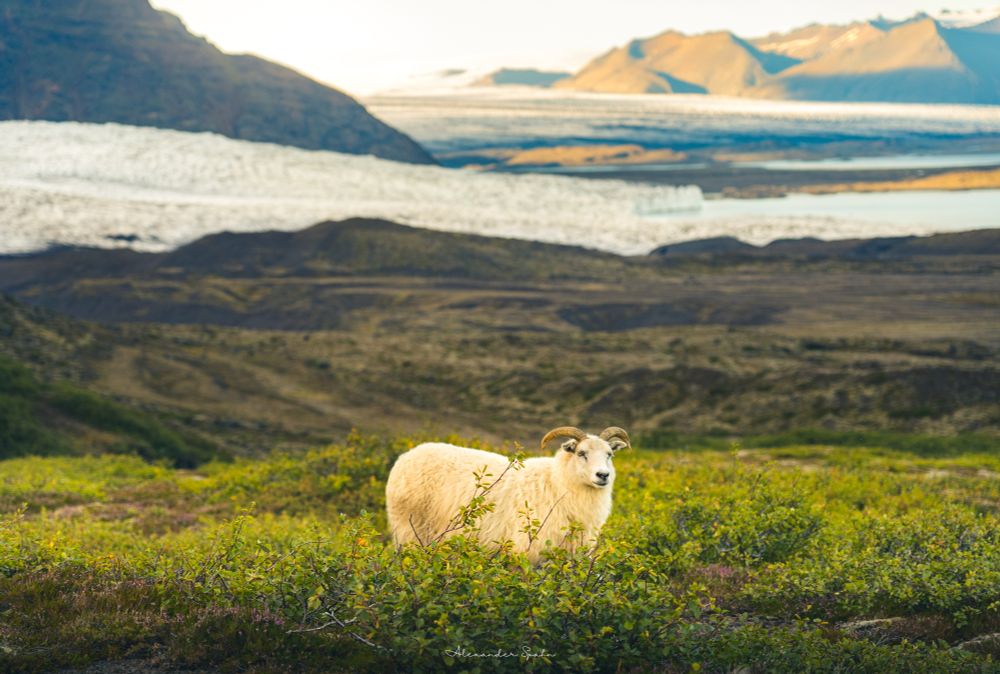 An Icelandic sheep stands in tall green grass illuminated by a beam of sunlight. In the background are two glaciers and large rocky cliffs.