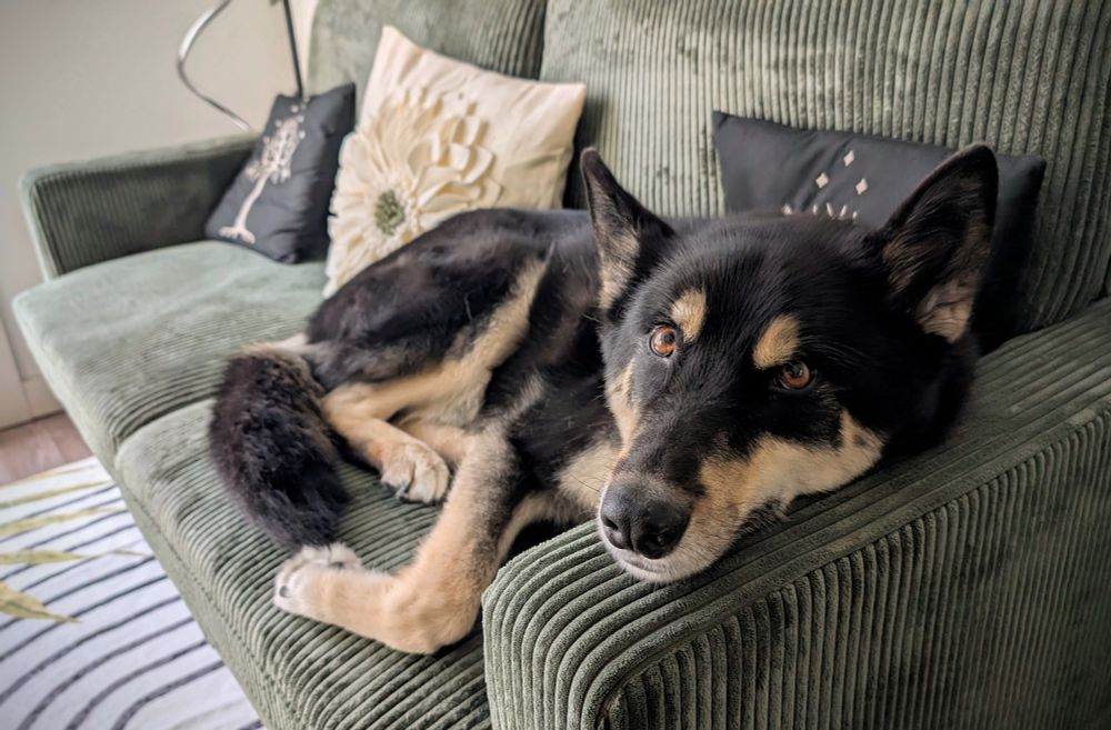 A photo of my dog laying on a green sofa with his head resting on the arm rest, looking toward the camera. 