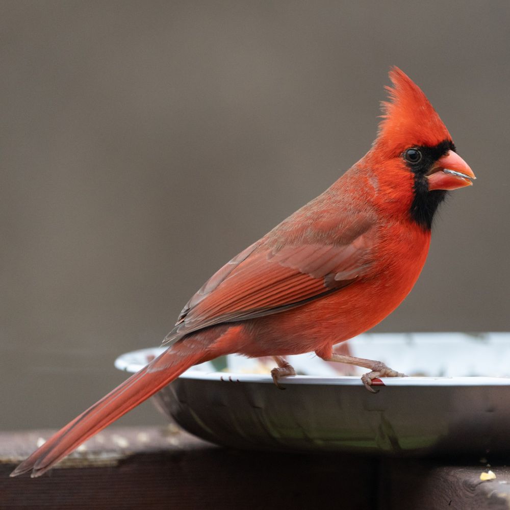 A male cardinal 