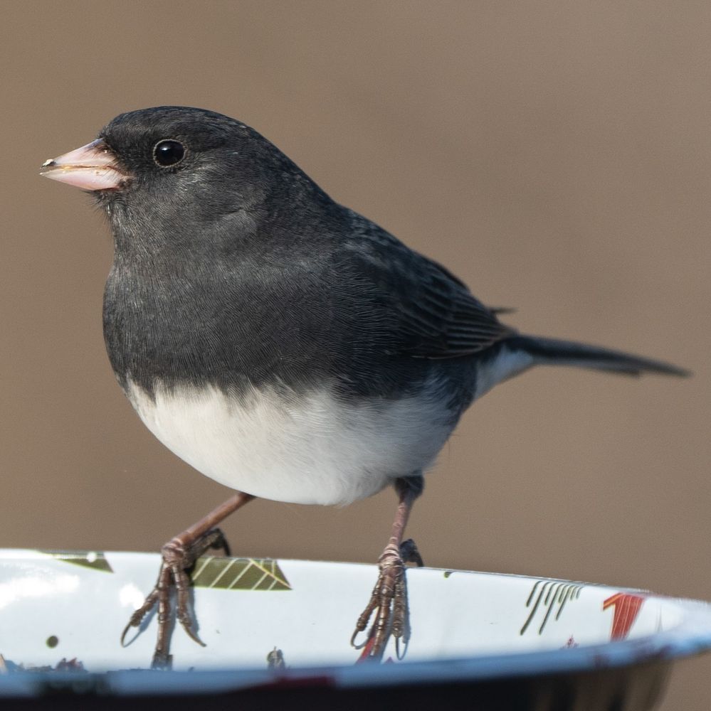 A dark-eyed junco