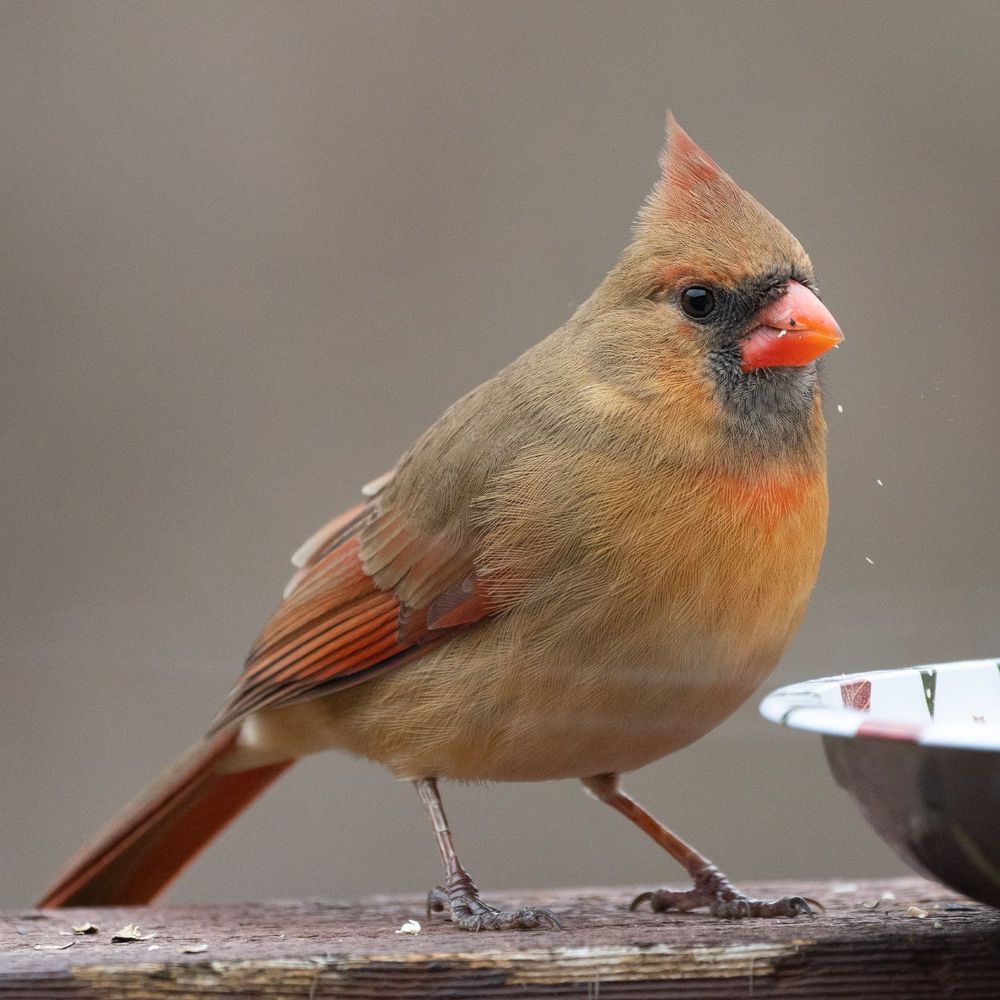 A female cardinal