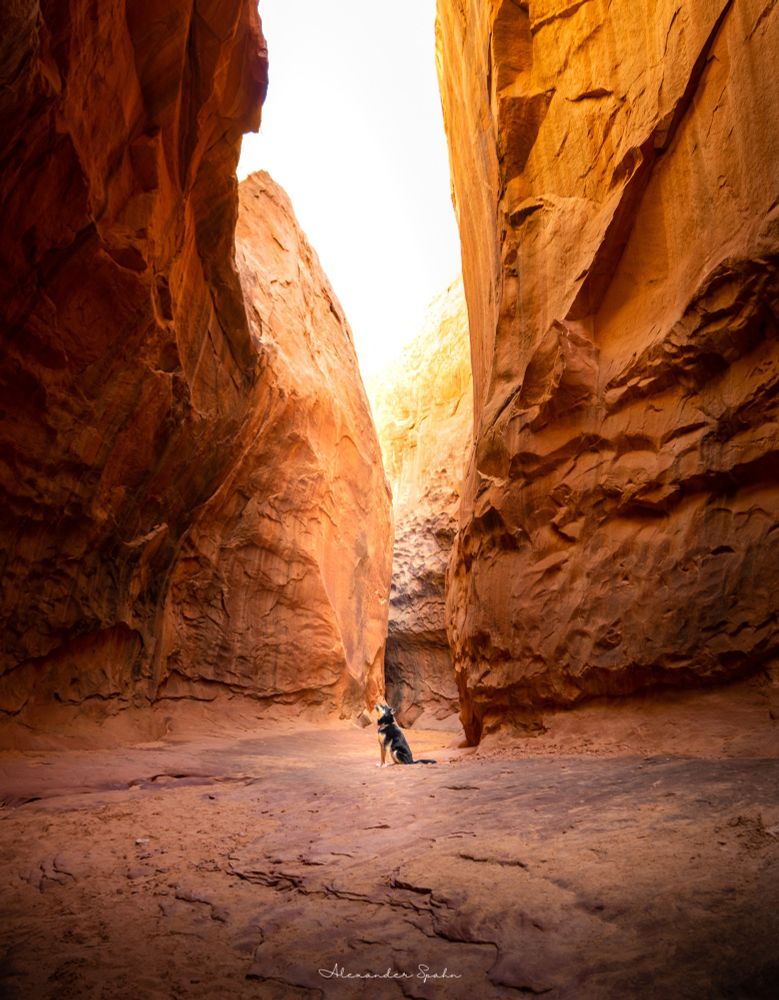 A photo of my dog soaking up the sunlight passing down into the slot canyon we are hiking within.