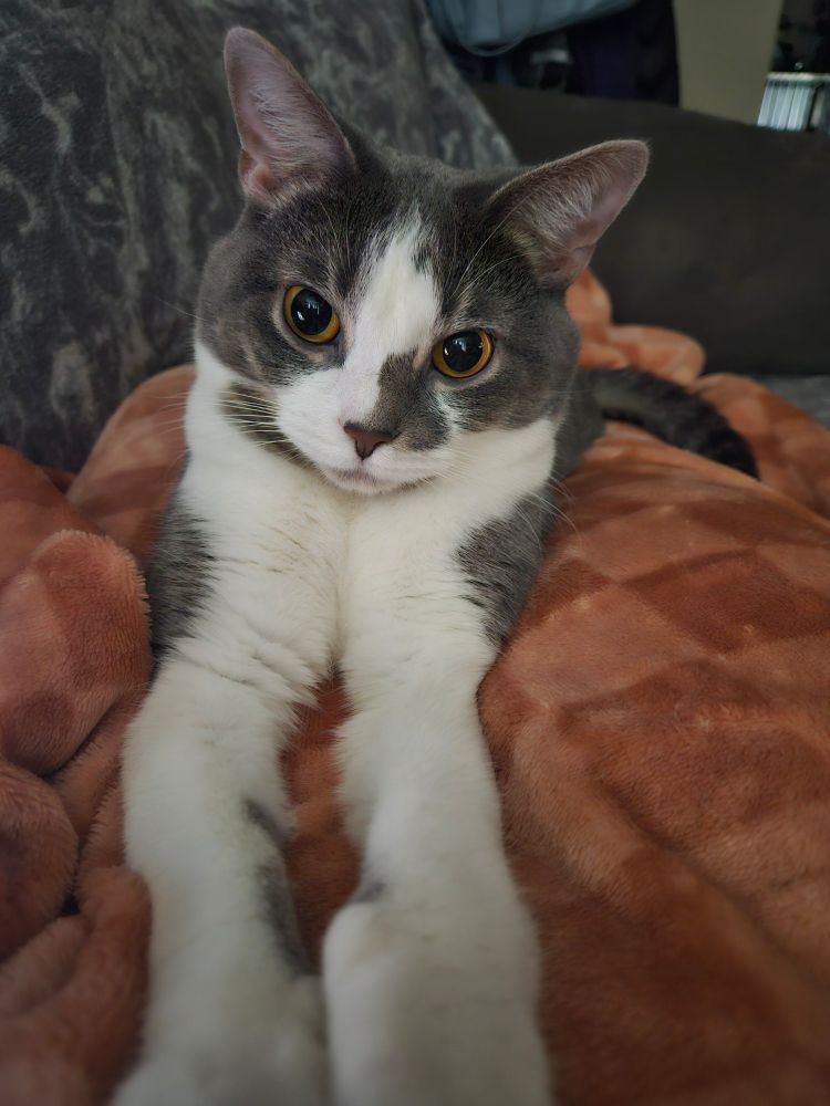 grey and white cat laying down - Gemma