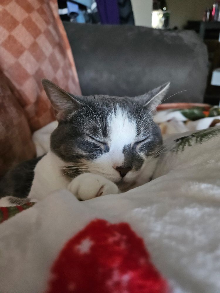 grey and white cat laying in white blanket