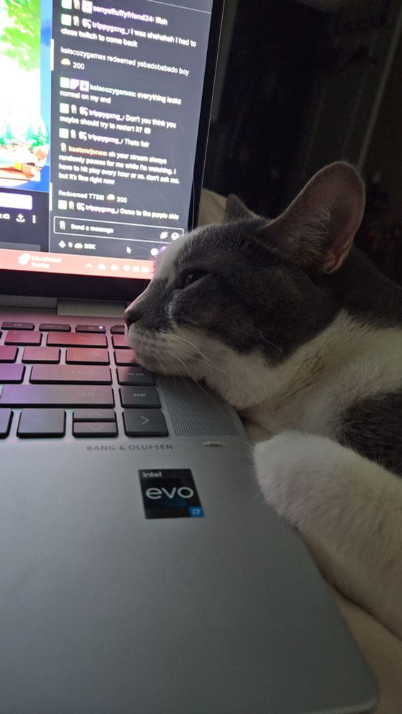 head of a grey and white cat laying on a laptop keyboard with a Twitch stream on the screen