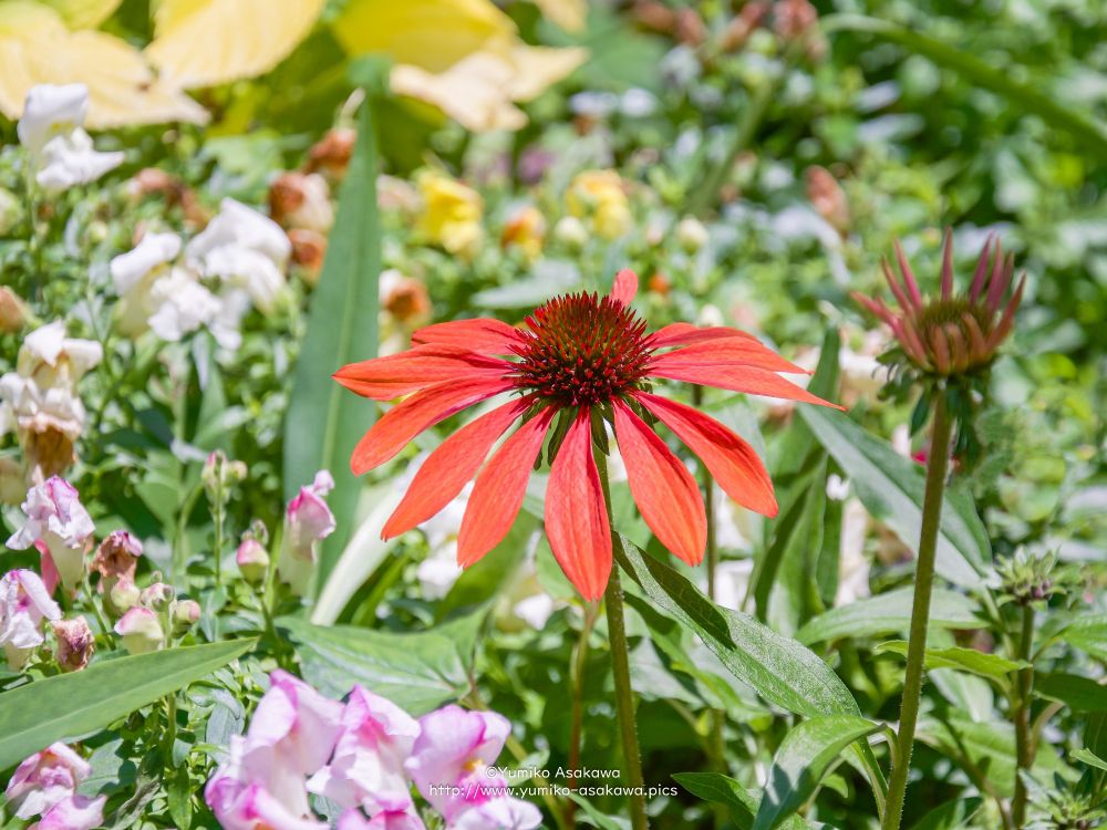 ムラサキバレンギク(Echinacea、エキナセア)