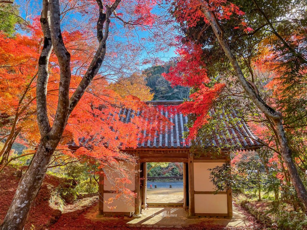 紅葉散歩
秋の伽耶院にて。