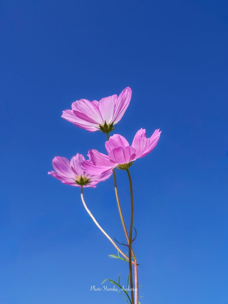 青空にコスモスさん