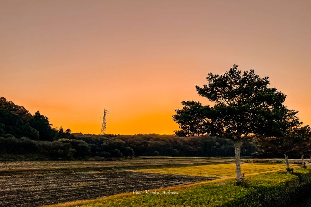 夕焼けともちの木と