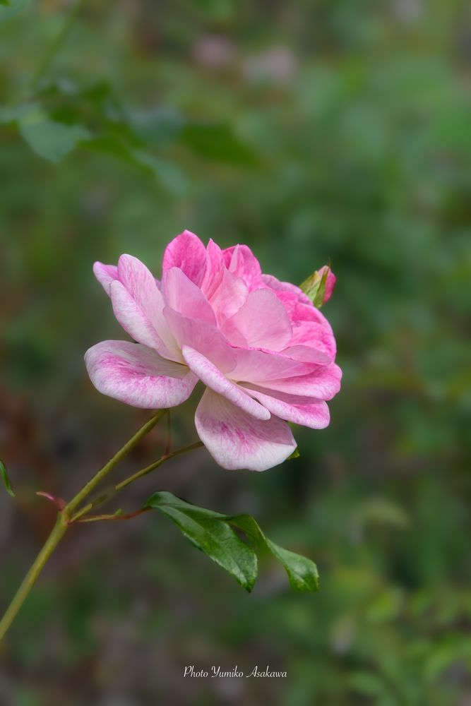 ピンクの薔薇の花