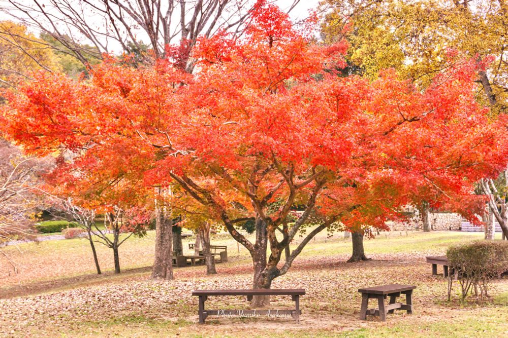 とある公園の紅葉とベンチ🍁